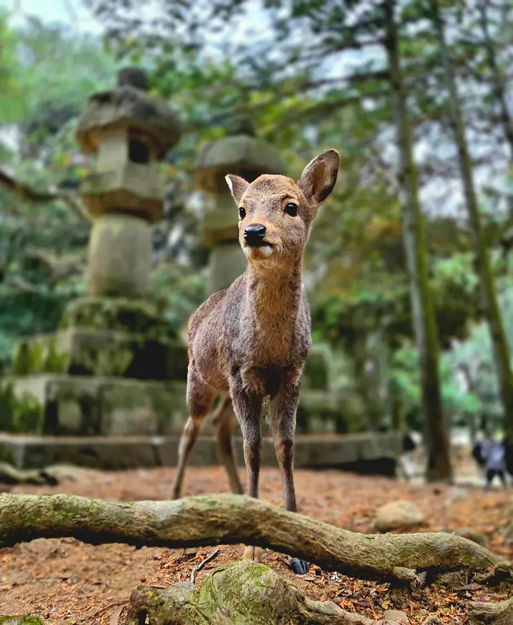 A young deer in Nara