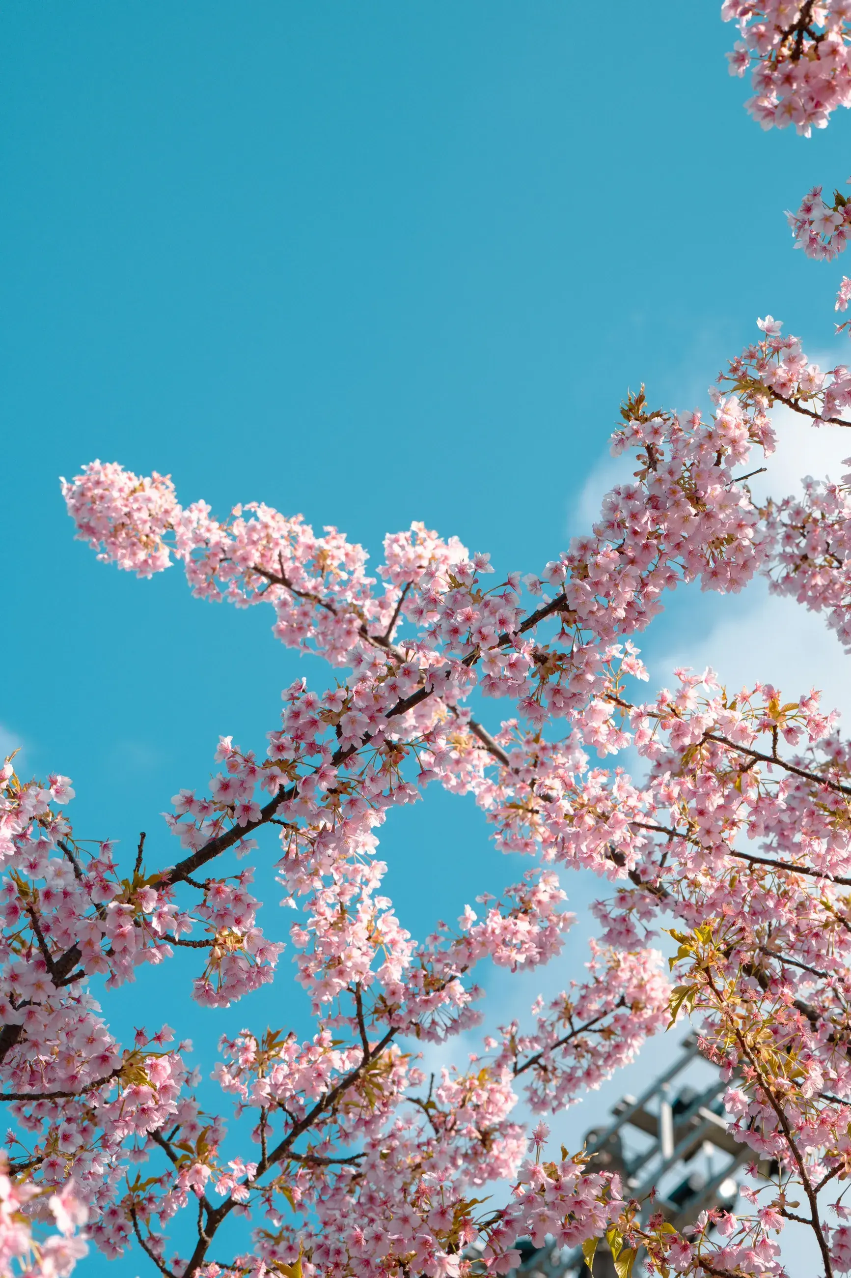 Pink cherry blossoms against a blue sky in Tokyo