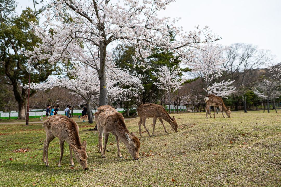 Deer grazing in Nara Park in spring.